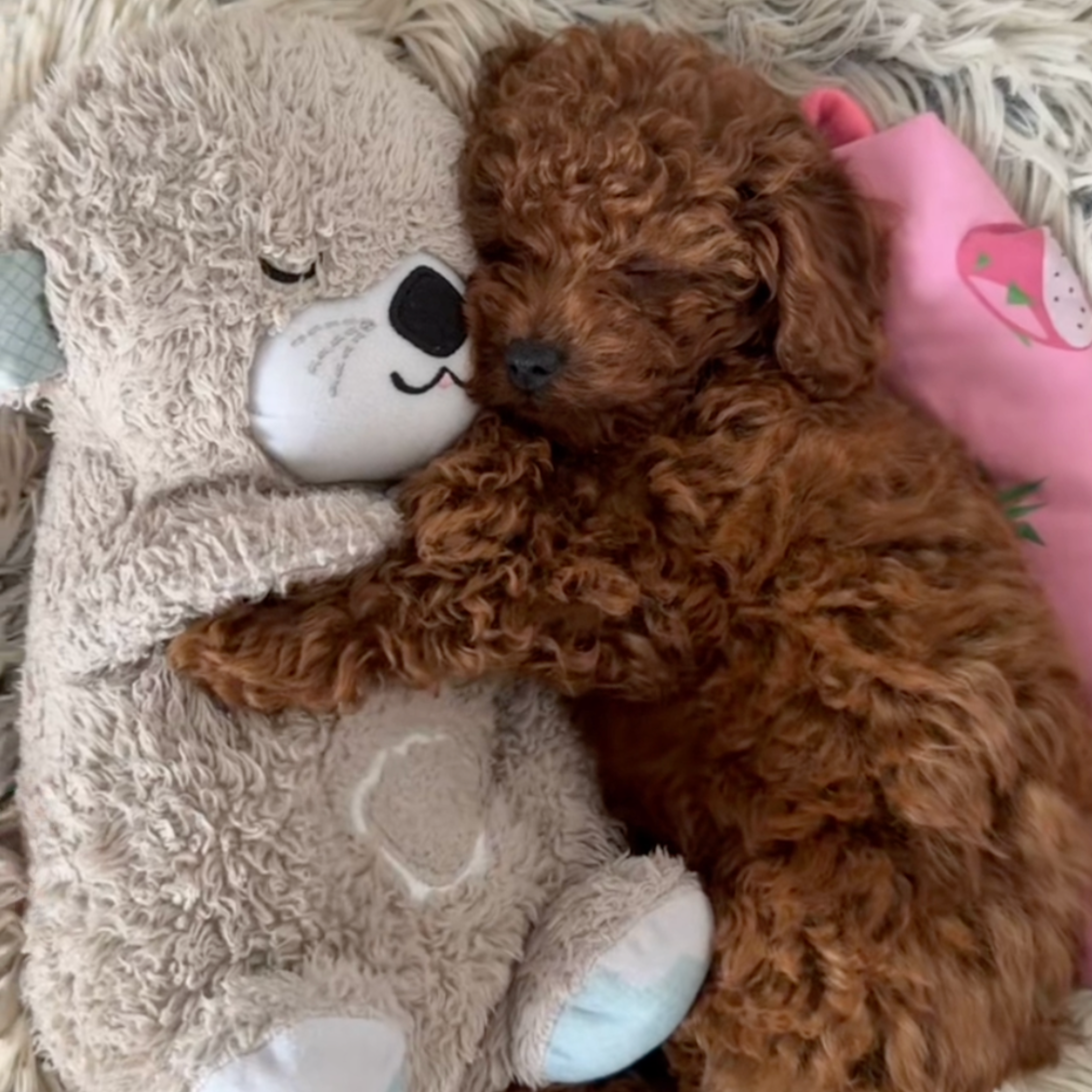 Elvori Kalmerende Ademende Otter