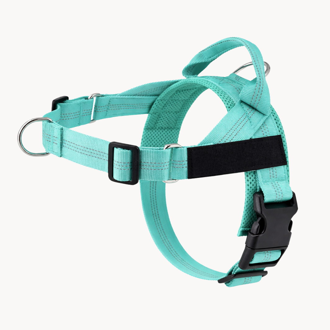 ParoPet tuigje - Turquoise