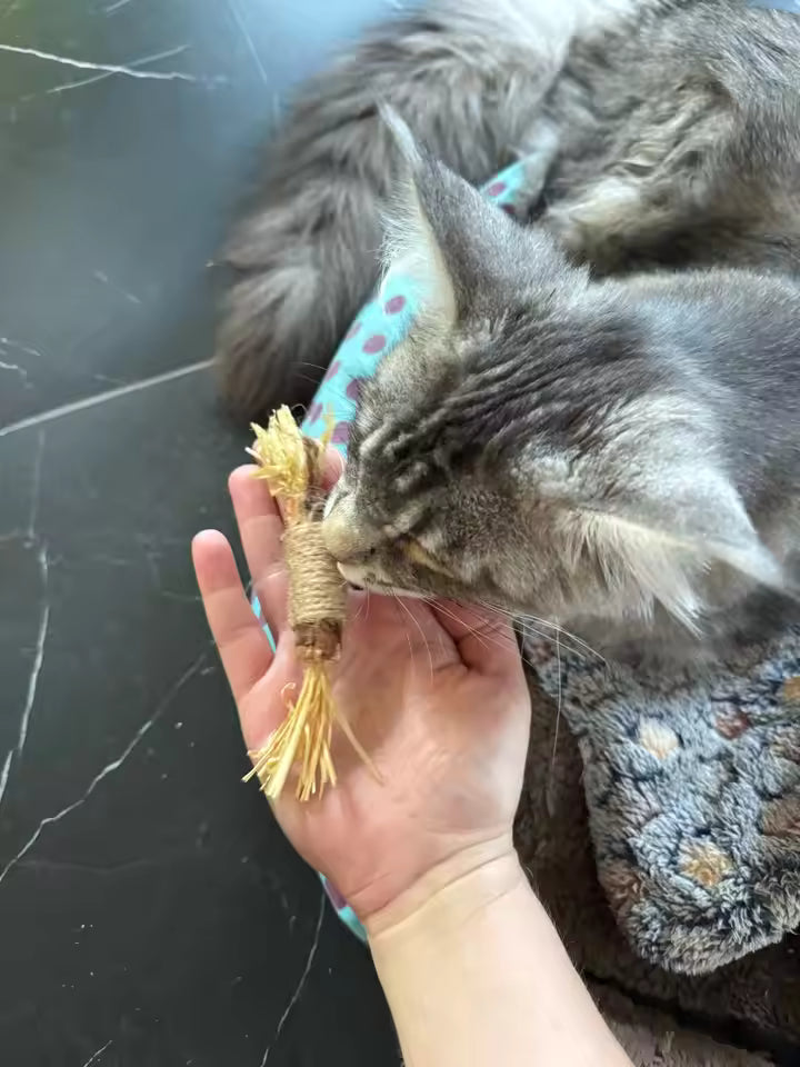<p>Geliefd bij meer dan 11.000 gezonde katten!</p>