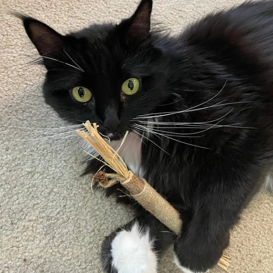 <p>Geliefd bij meer dan 11.000 gezonde katten!</p>