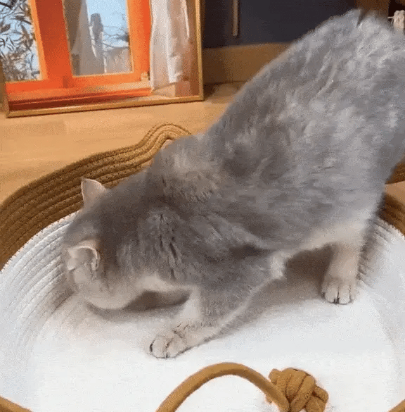 Katt som använder den vävda kattbädden
