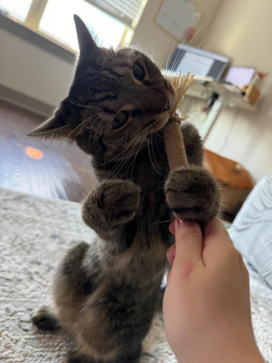 <p>Geliefd bij meer dan 11.000 gezonde katten!</p>